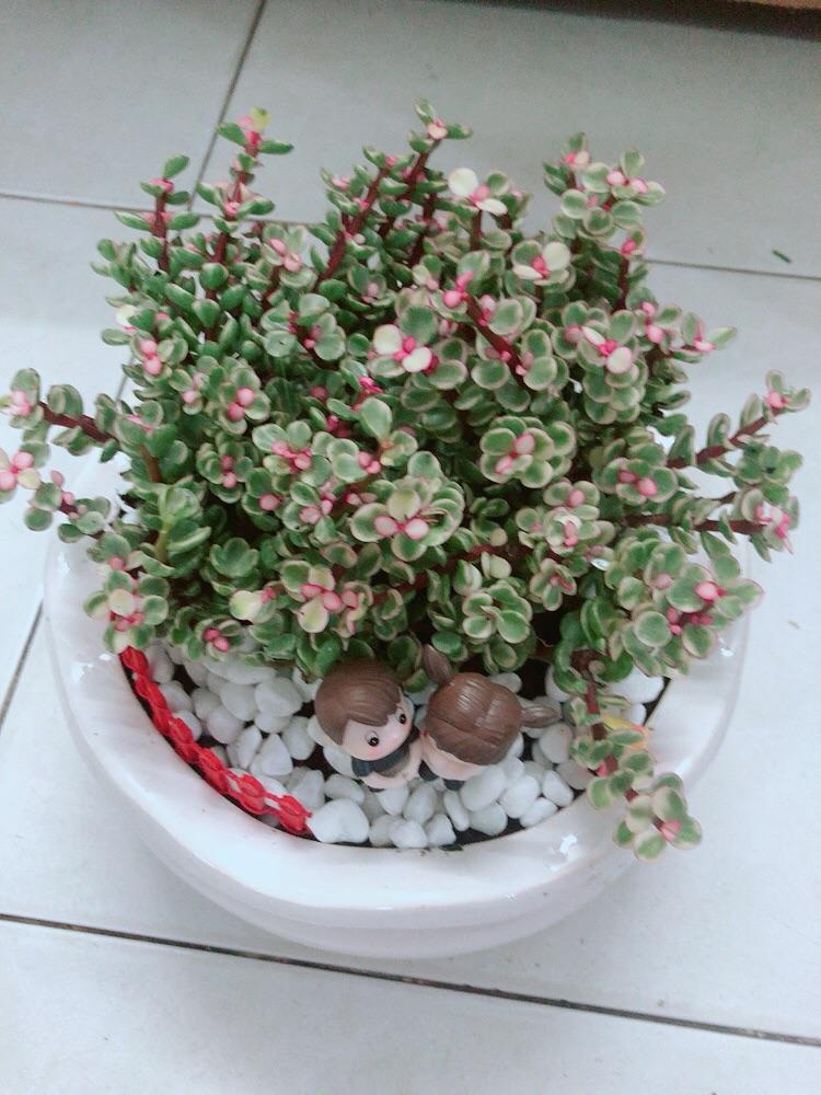 Chậu Cây Cành Vàng Lá Ngọc