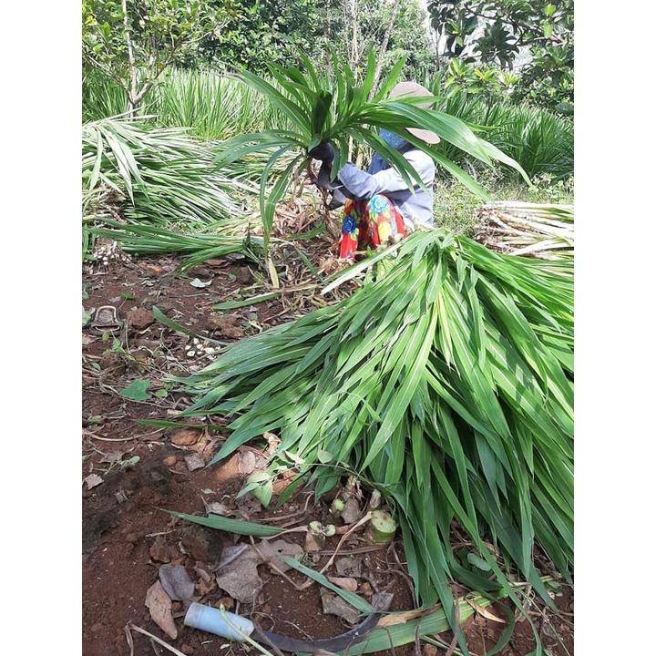 100G HẠT CỎ VOI LAI F1 CHẤT LƯỢNG CAO , CỎ CHĂN NUÔI