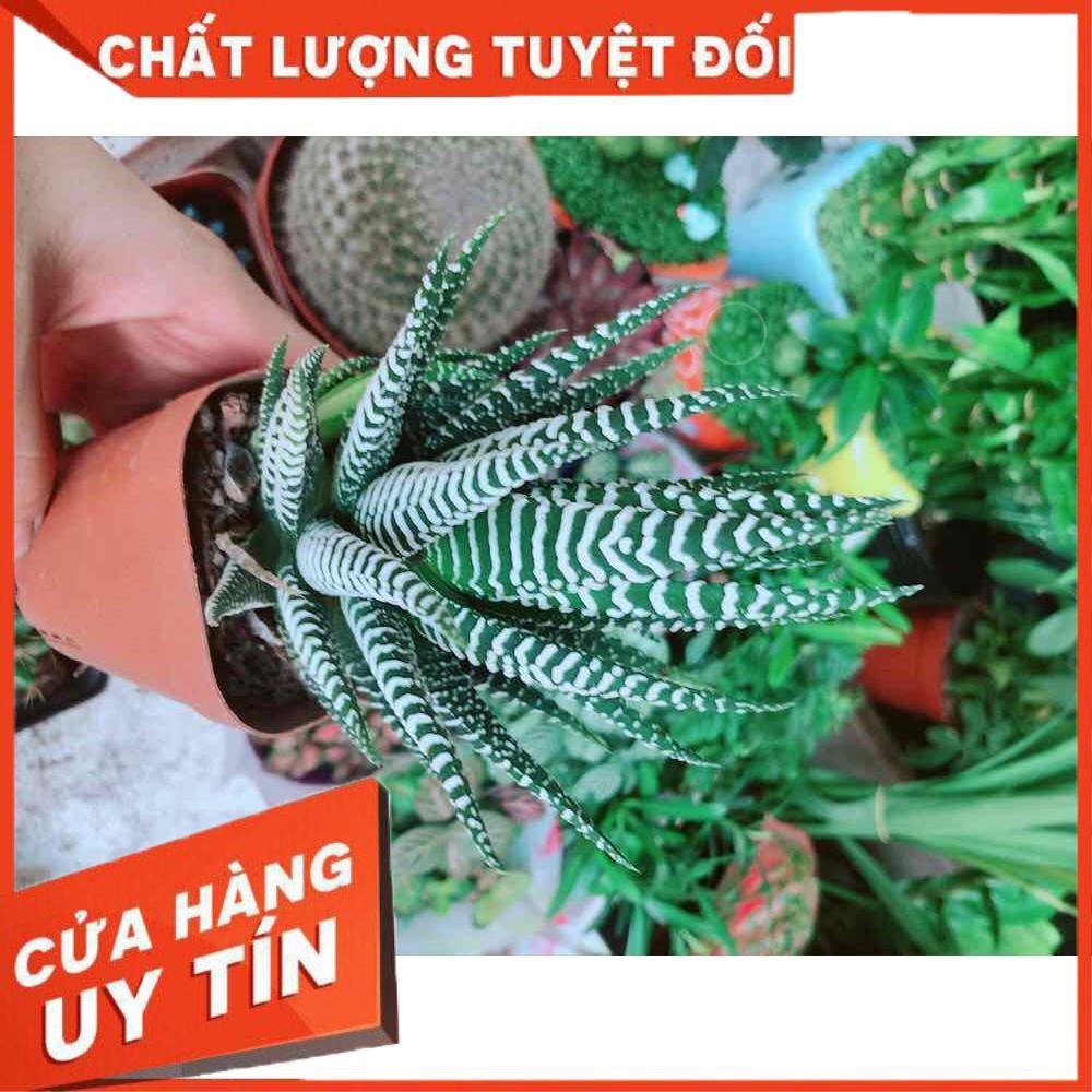 Chậu Móng Rồng Nhiều Người Mua