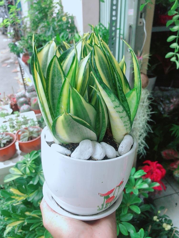 Chậu Cây Lưỡi Hổ Thái Vàng