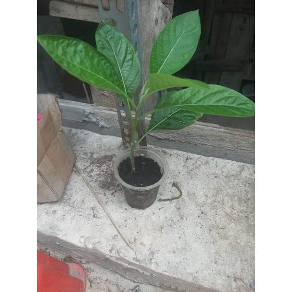 Cây giống Mật Gấu