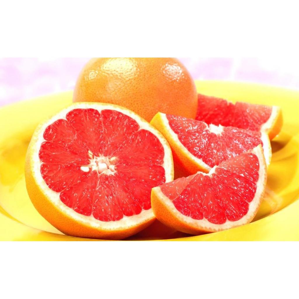 Cây giống cam cara ruột đỏ