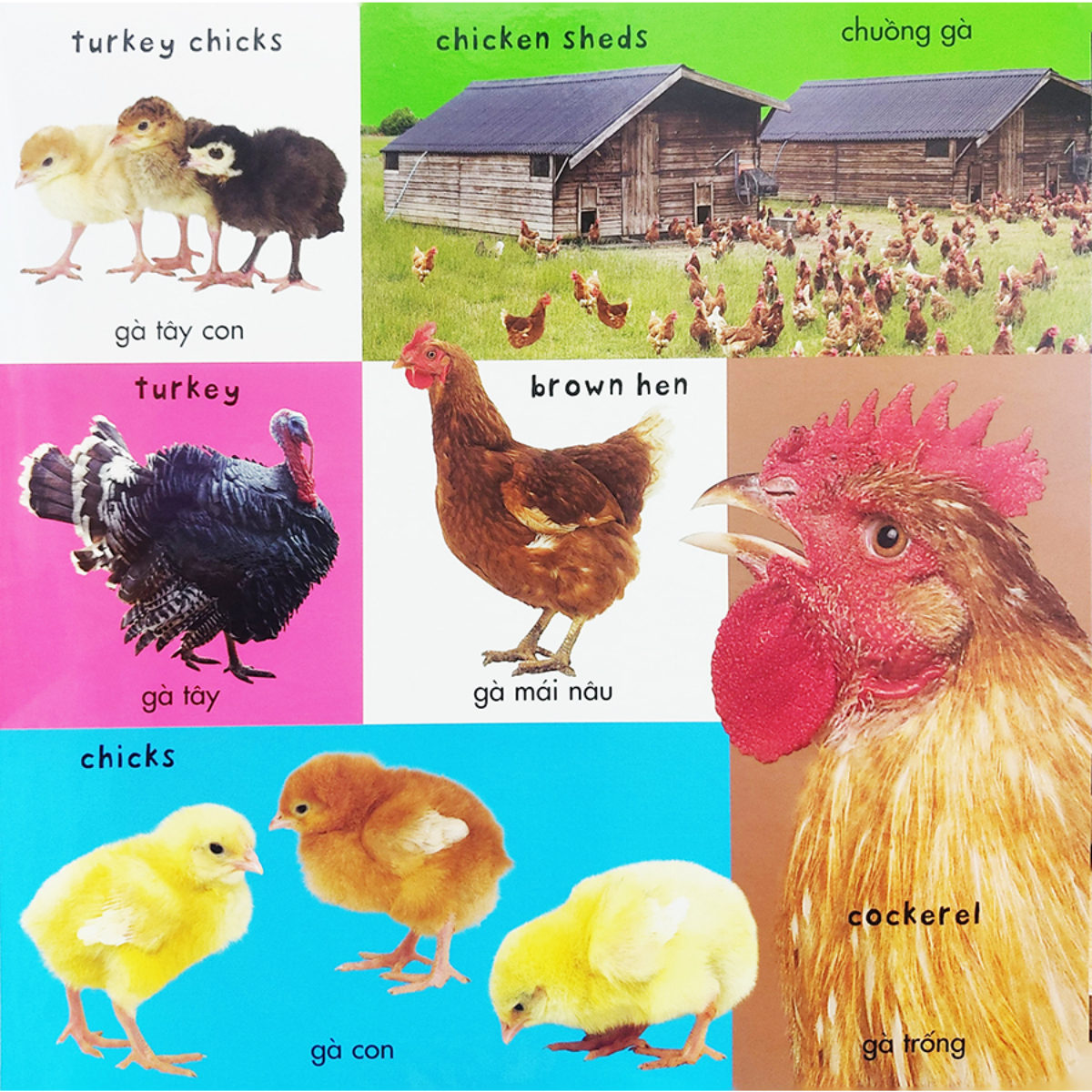 Từ Vựng Đầu Đời Của Bé - 100 Từ Vựng Đầu Tiên Về Trang Trại _TV