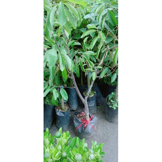 Mãng Cầu Na Dứa