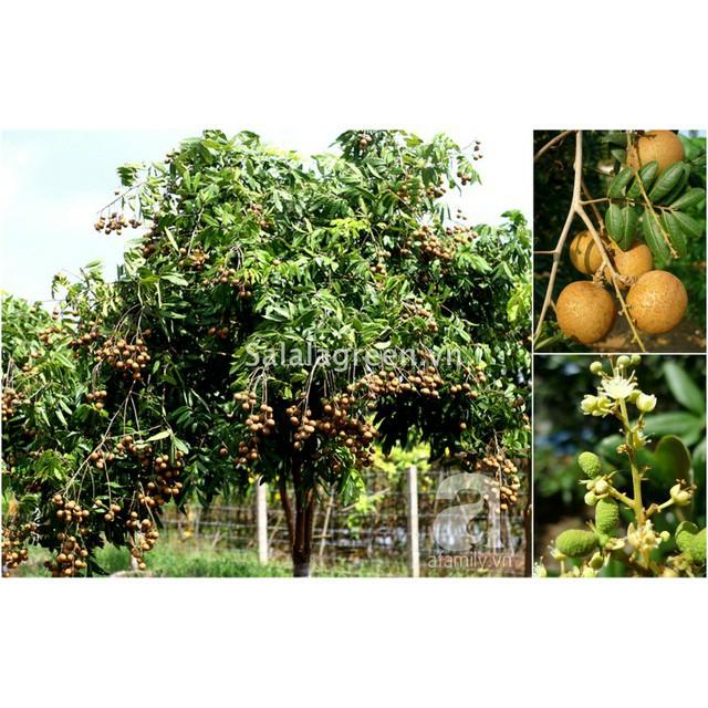 Cây giống Thanh nhãn siêu trái