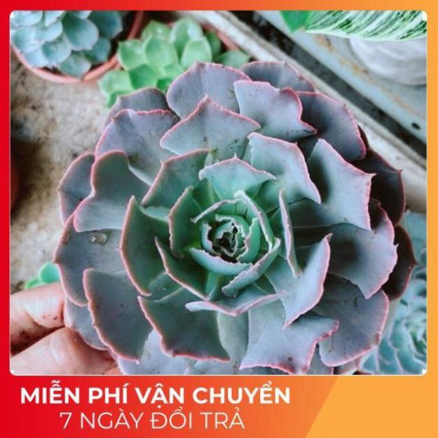 Chậu sen đá bắp cải tím size đại