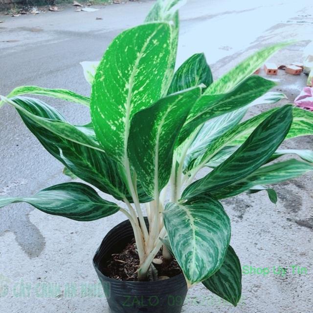 Cây Huy Hoàng Size Lớn