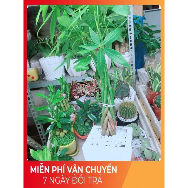 Chậu Kim Ngân 7 Thân