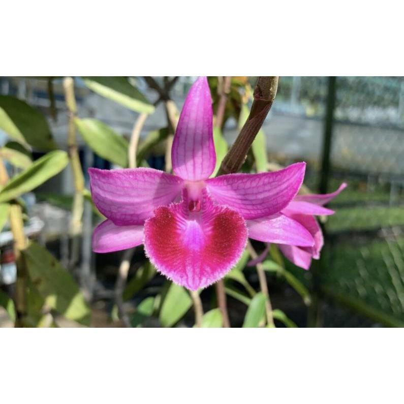 Dã hạc hồng ngọc côc tư 1đên 2 thân