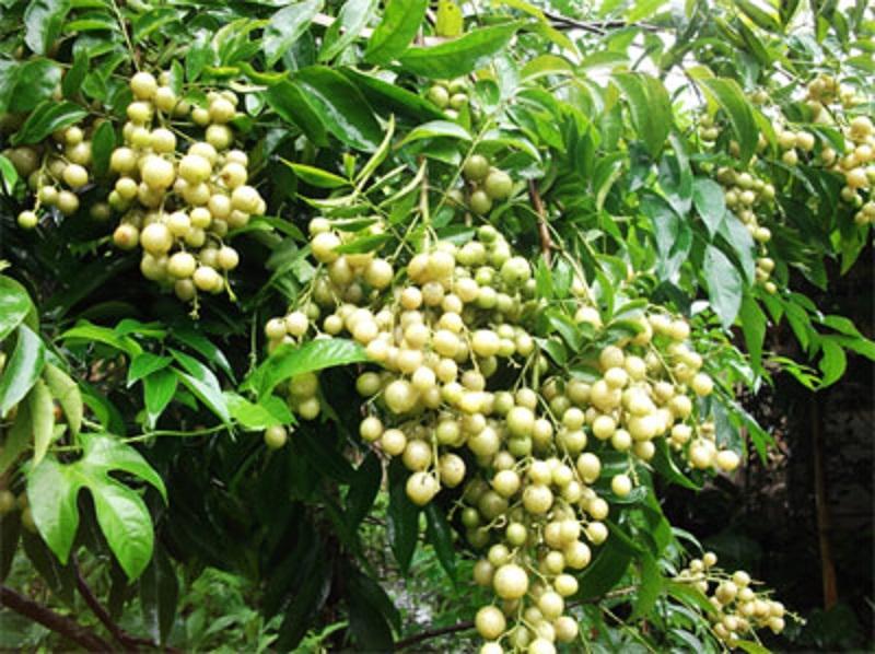 Cây Móc Mật giống, cây bầu lớn to khỏe, cây đẹp