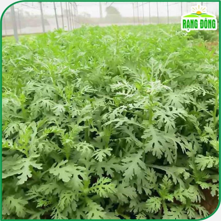Hạt giống Rau Tần Ô Trồng Quanh Năm, Sinh Trưởng Khỏe - Hạt giống Rạng Đông