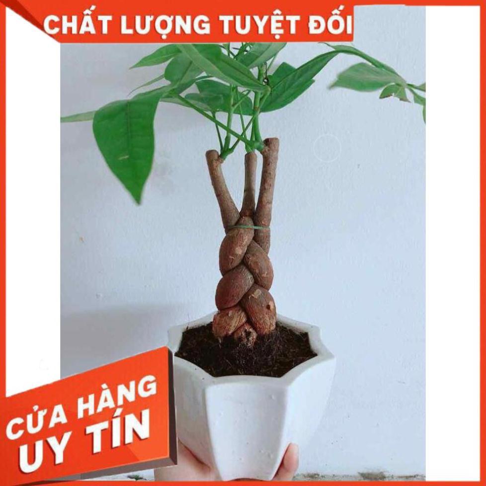 Chậu kim ngân Nhiều Người Mua