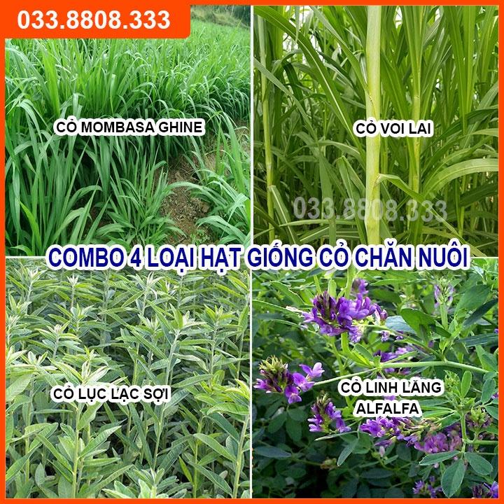 4 Loại Hạt Cỏ Chăn Nuôi Tôt Nhất - Cỏ Voi Lai, Mombasa Ghine, Lục Lạc Sợi, Alfalfa Linh Lăng (mỗi loại 50g)