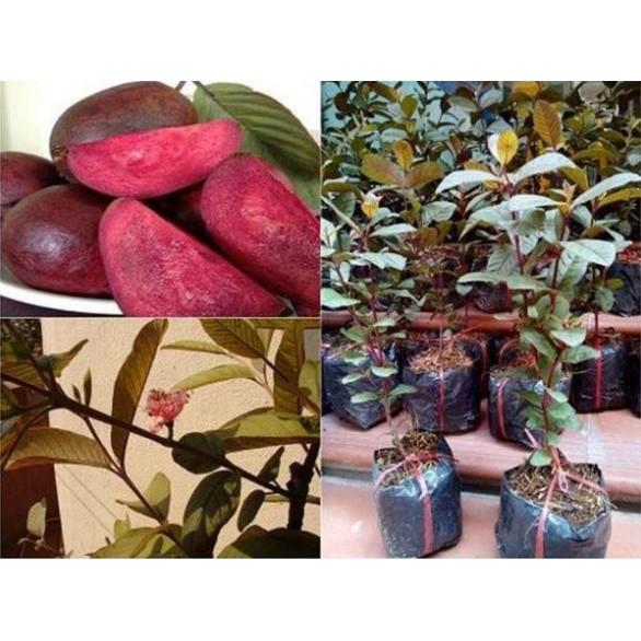 Cây giống ổi tím