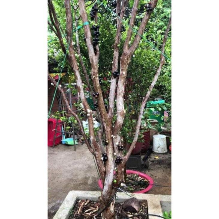 Sản phẩm Nho thân gỗ