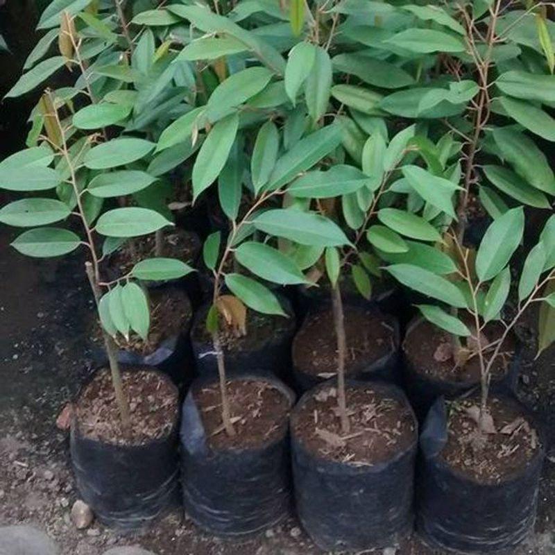 CÂY GIỐNG SẦU RIÊNG MUSANGKING