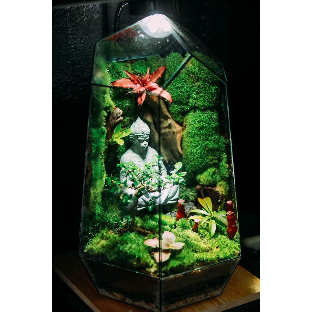 Dứa Phụng MINI trồng trong bể Terrarium