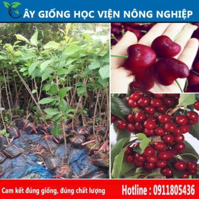 Sản phẩm Cây Ăn Trái cây cherry sai quả ngọt ngon, đẹp