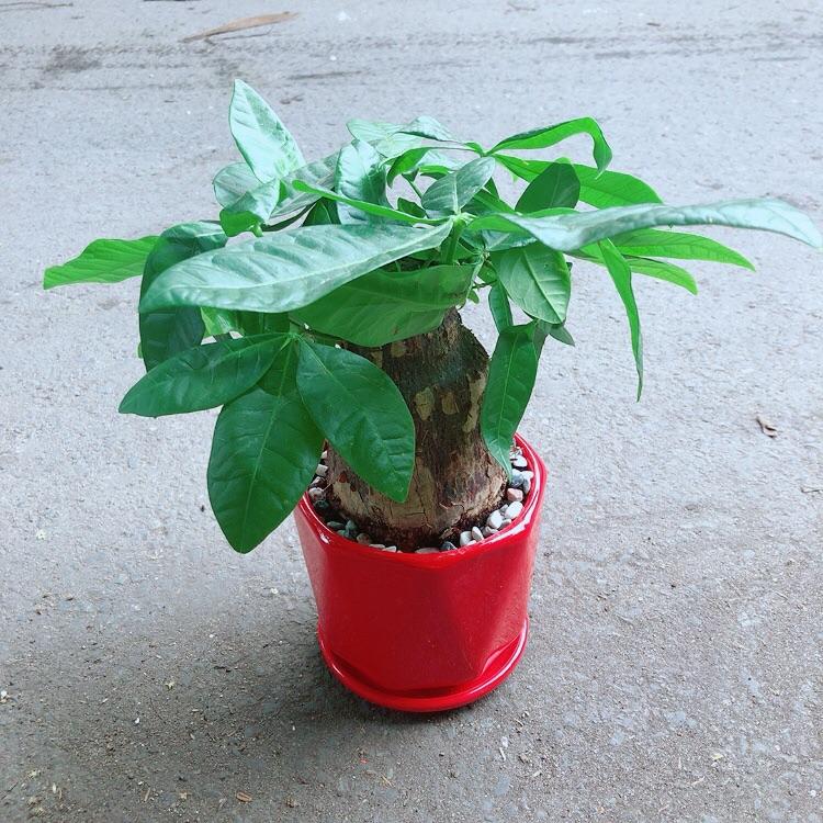 Chậu Kim Ngân 1 Thân