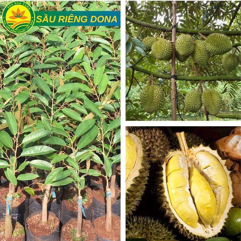 Sầu riêng DONA không ngọt gắt, không đắng, không gây ngán giống chuẩn F1 chất lượng cao
