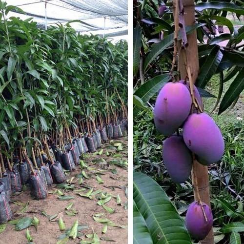 CÂY GIỐNG XOÀI TÍM SIÊU QUẢ- CAM KÊT GIỐNG CHUẨN F1 - CGXTTLF1