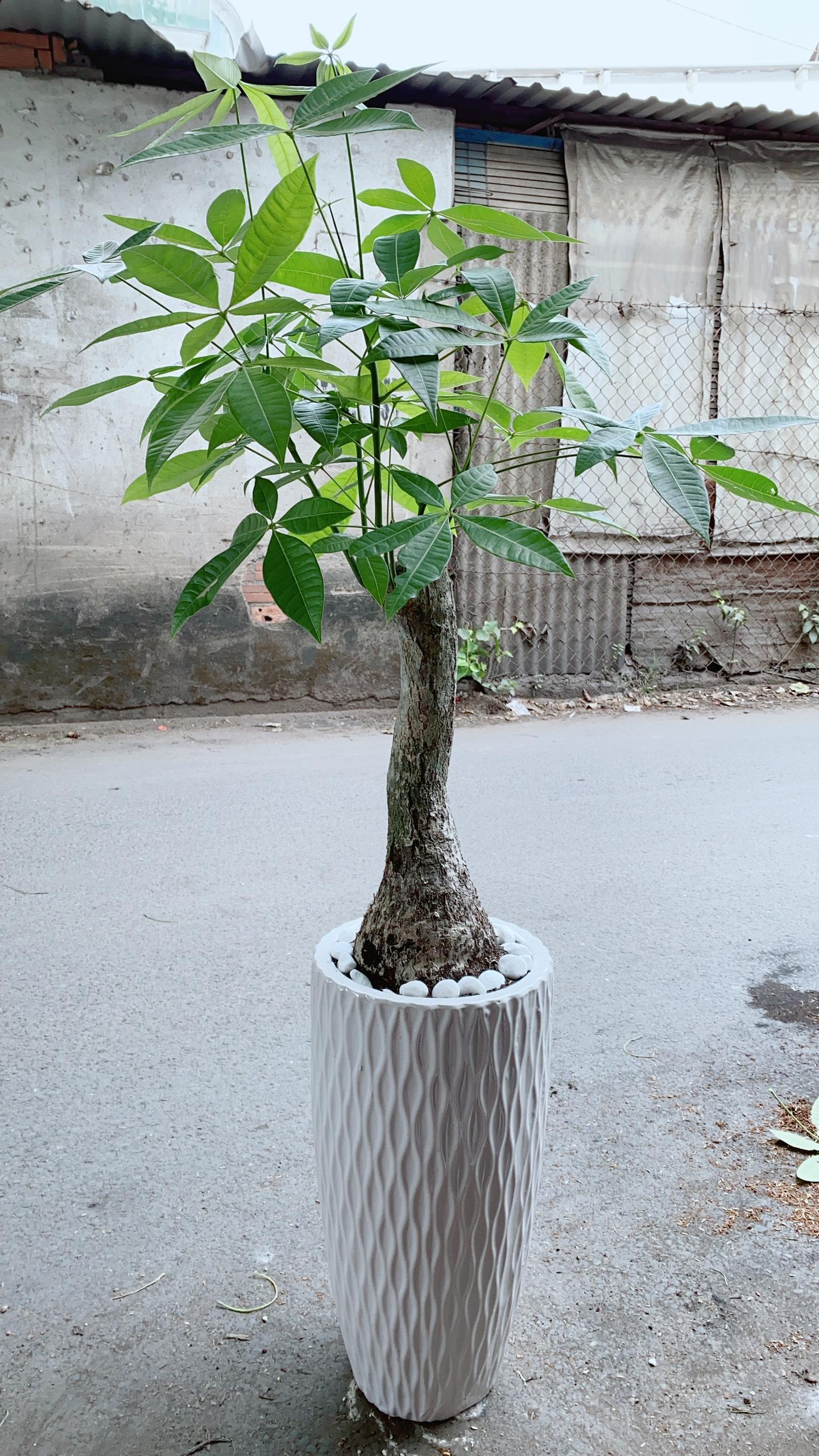 Chậu Kim Ngân Một Thân Lớn
