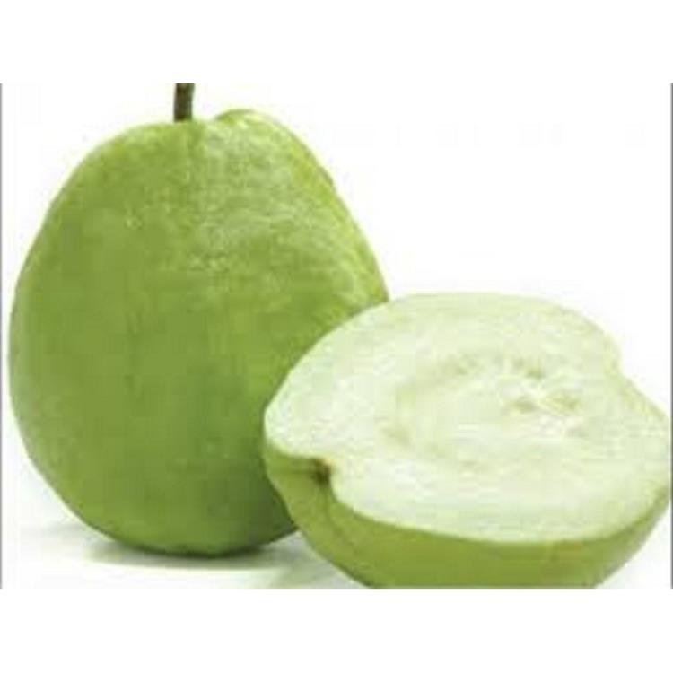 CÂY GIỐNG ỔI KHÔNG HẠT