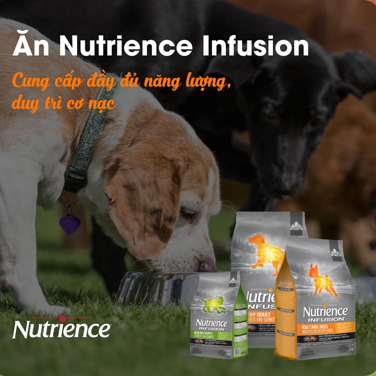 NUTRIENCE Thức ăn Chó trưởng thành kích thước vừa, lớn bao 10kg