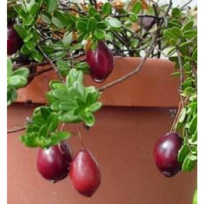 Hạt giống cây việt quất đỏ-gói 30 hạt/tặng kèm gói phân bón lót