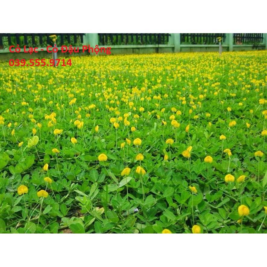 Hạt Giống Cỏ Thảm Lạc Dại 200 Hạt - Cỏ Thảm Trang Trí