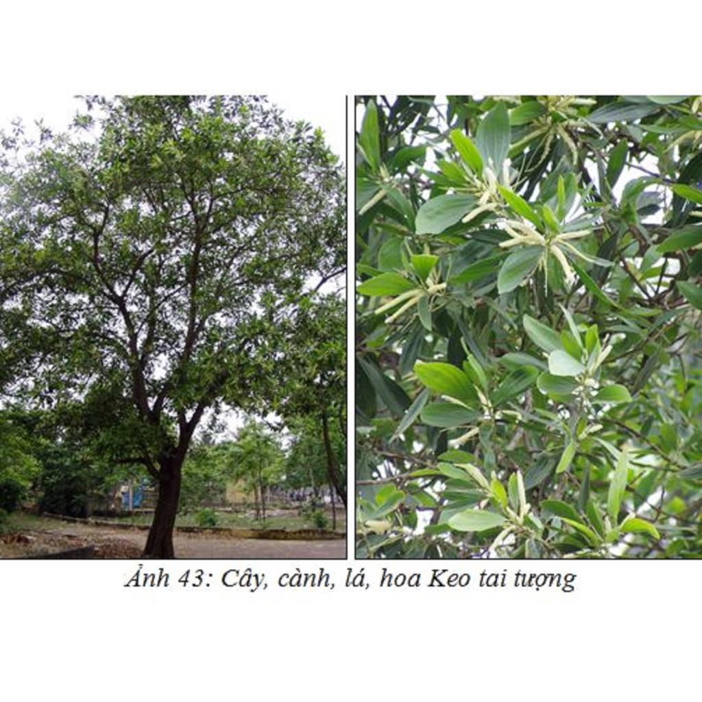HẠT GIỐNG Keo Tai Tượng ÚC