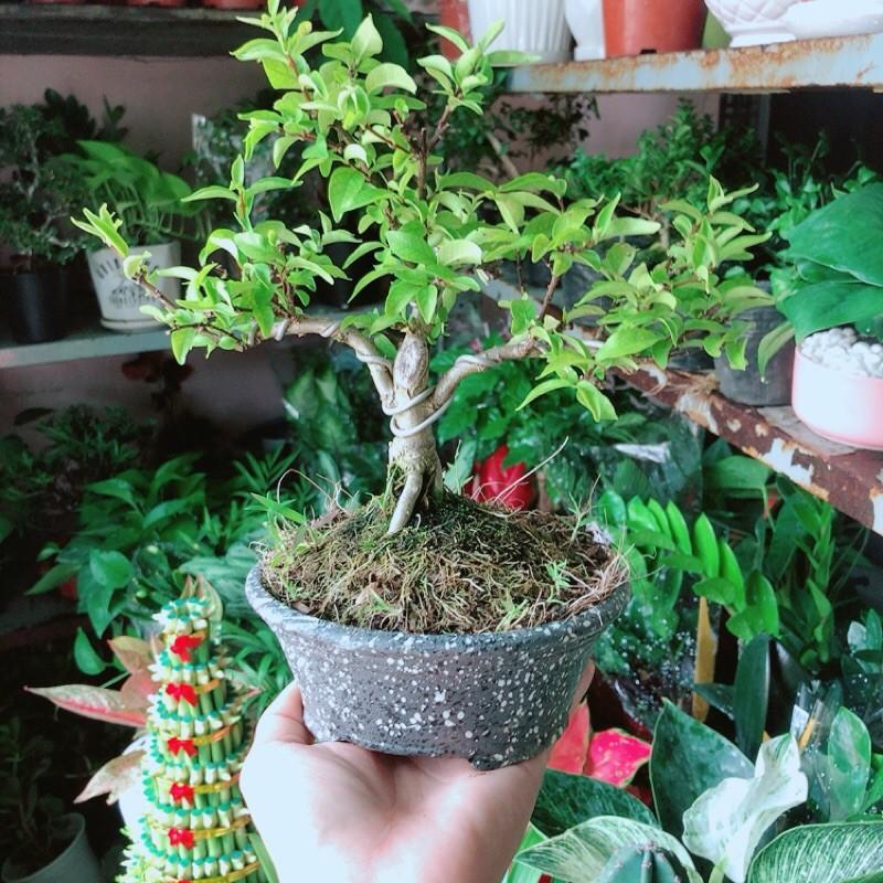 Chậu Cây Mai Chiếu Thuỷ Bonsai