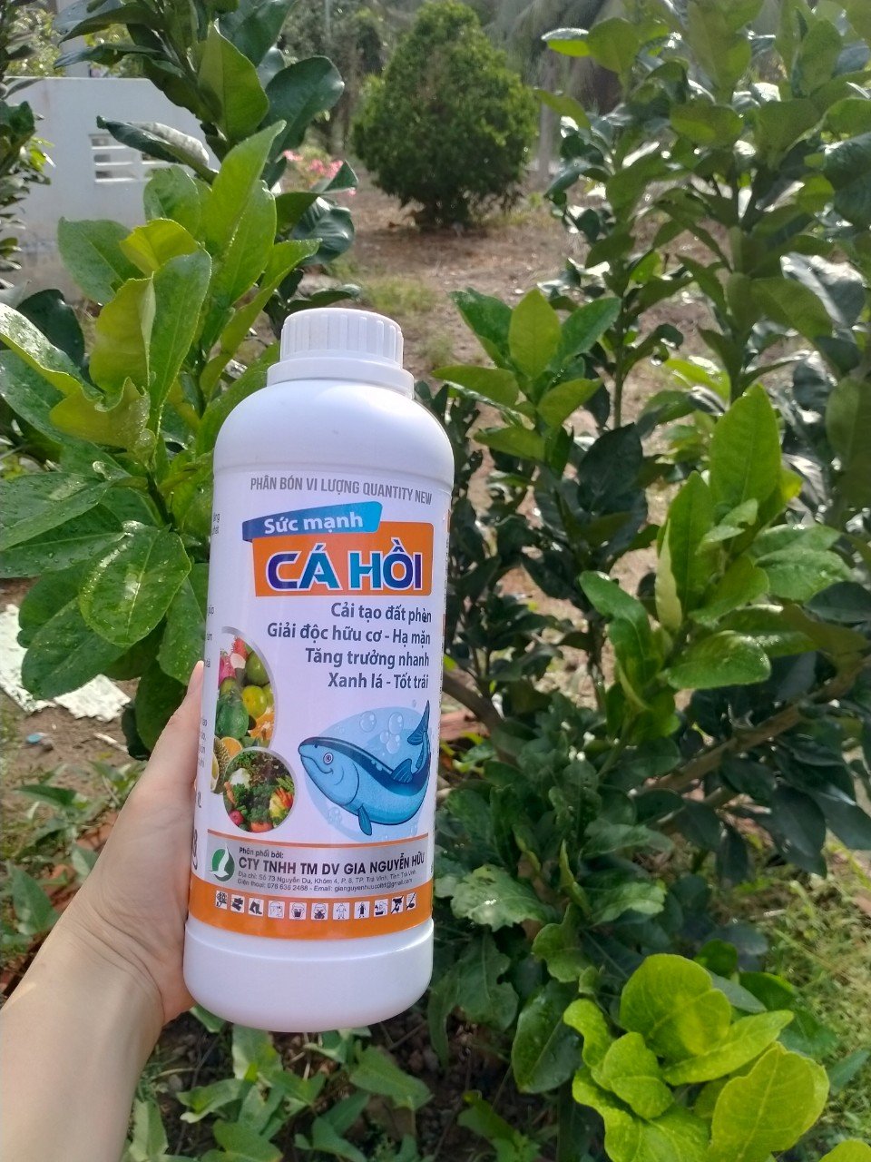 ĐẠM CÁ HỒI - DƯỠNG CÂY, XANH LÁ