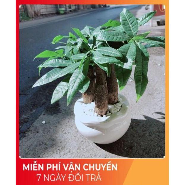 Chậu Kim Ngân 3 Thân