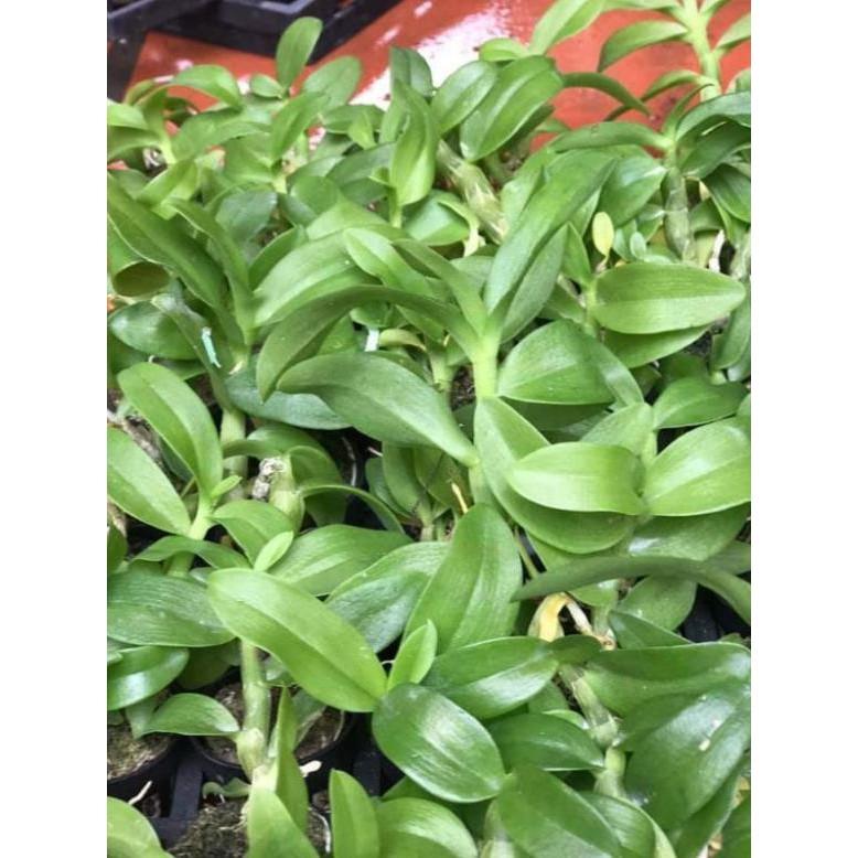 Trầm trắng lai cốc giống