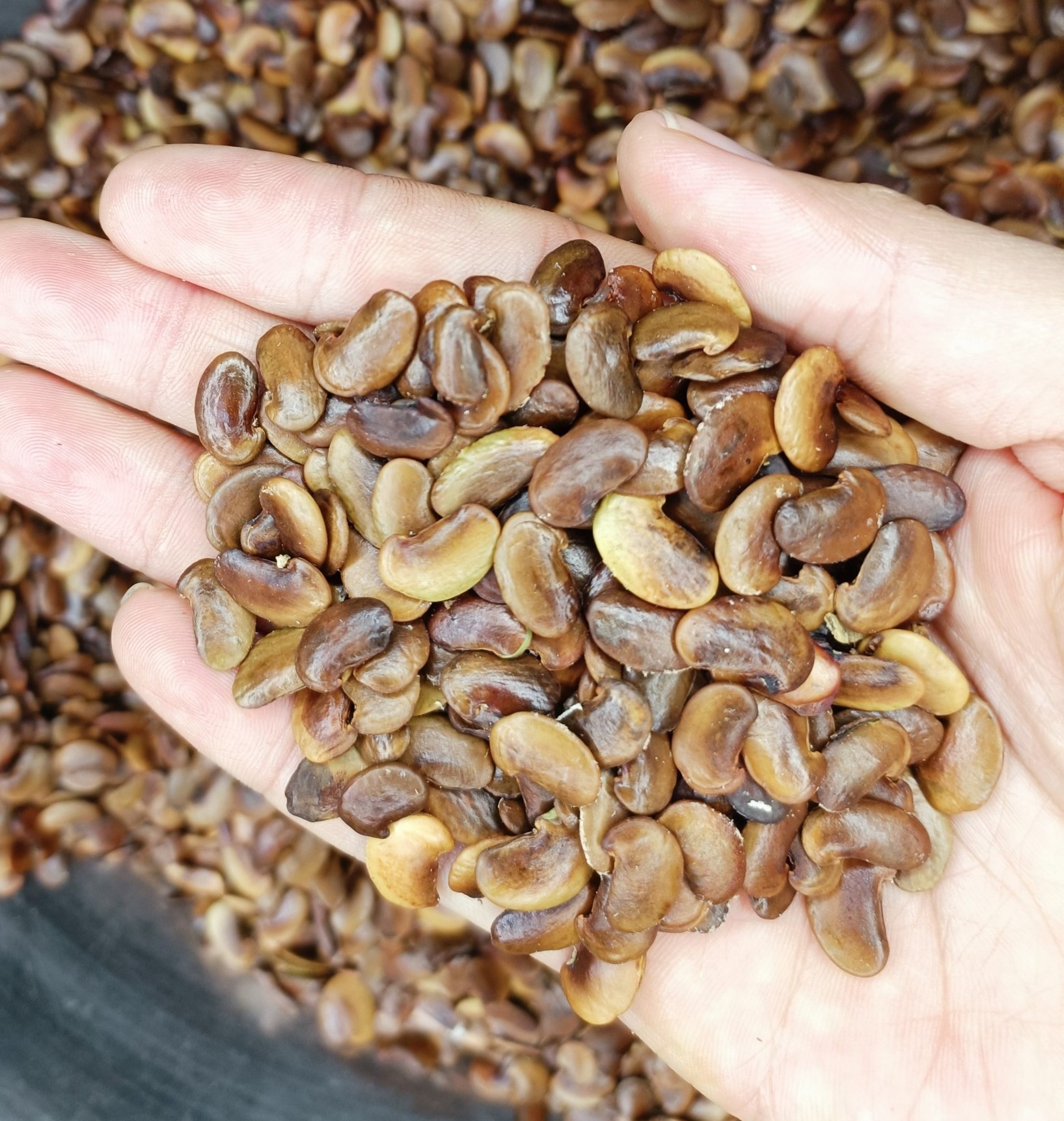 Hạt giống cây sưa đỏ