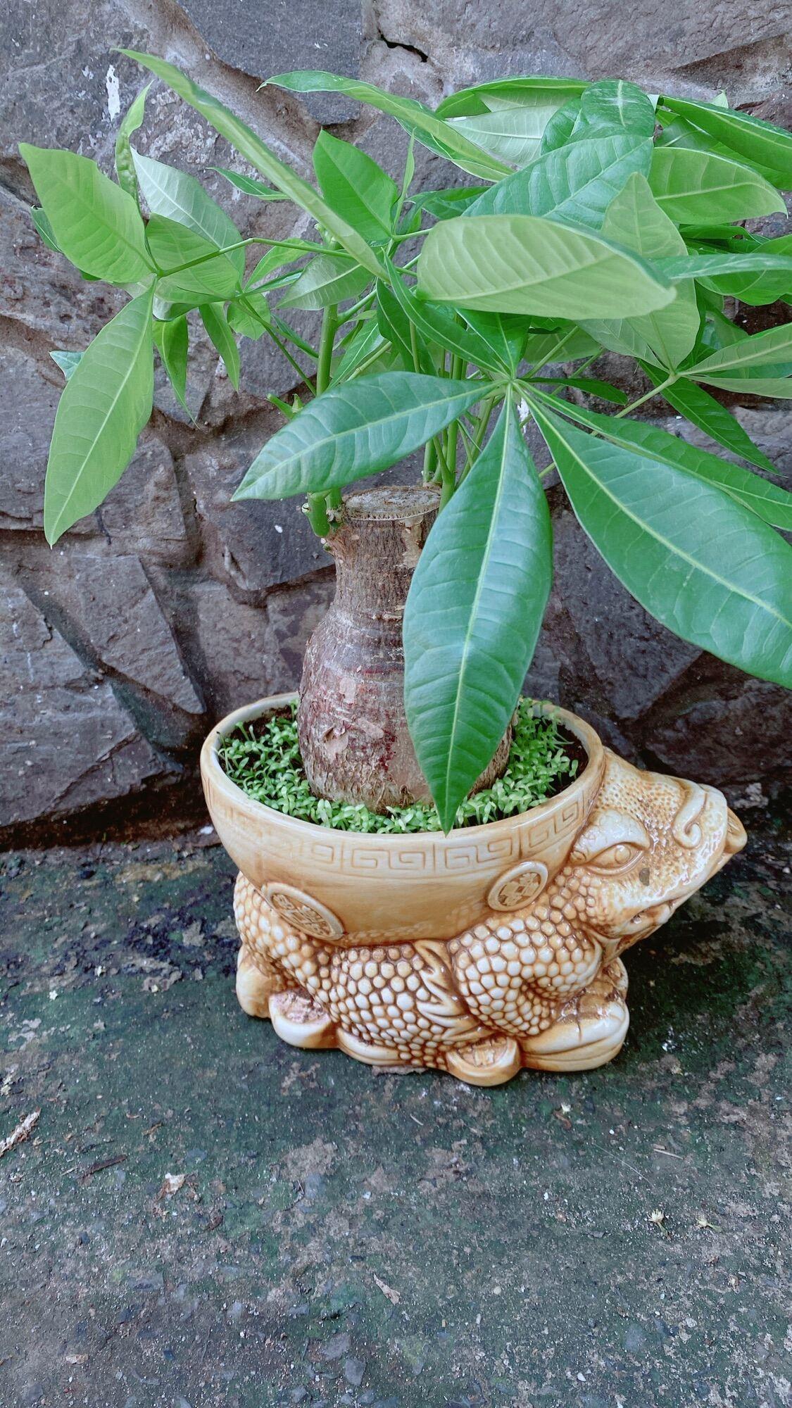 Chậu Cây Kim Ngân Lớn