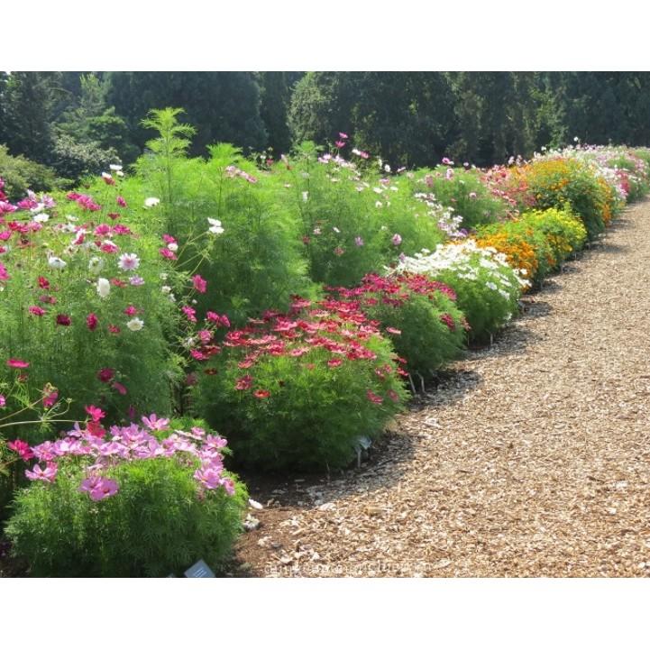 50hạt giống hoa sao nháy kép mix nhiều màu