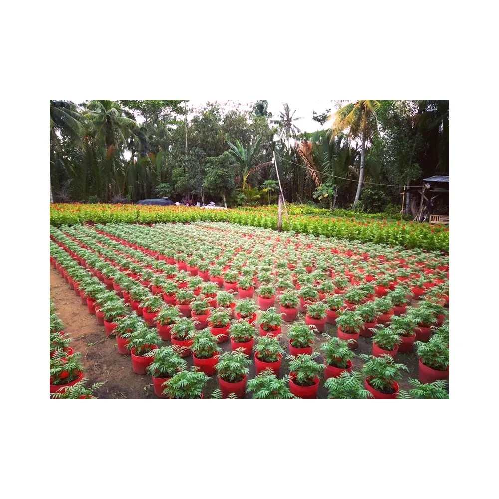 200 Chậu Nhựa Đỏ C9 Miệng,cao,đáy 23x16x16.5cm trồng cây ăn trái và hoa siêu bền-77700