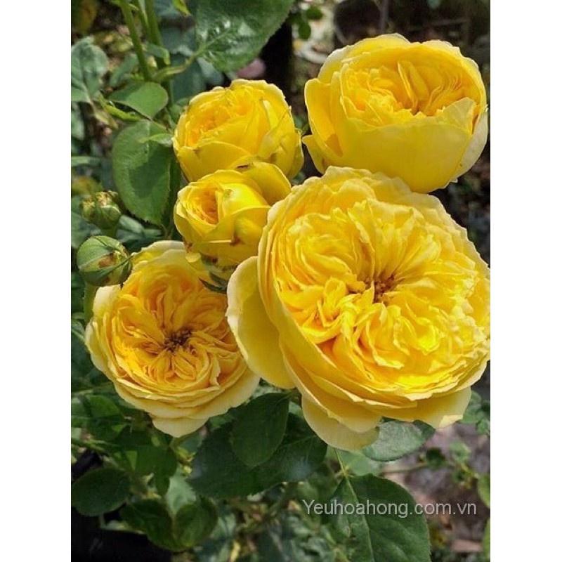 Hoa hồng Catalina Rose màu vàng- bầu to cây lớn trưởng thành