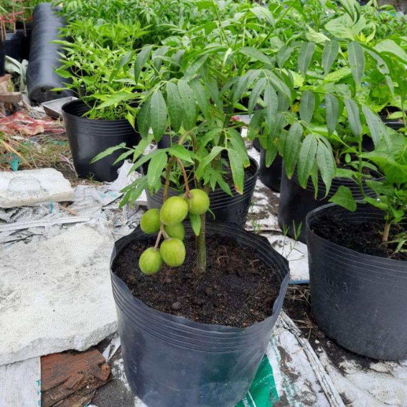 Cây Cóc Có Trái Trồng Chậu
