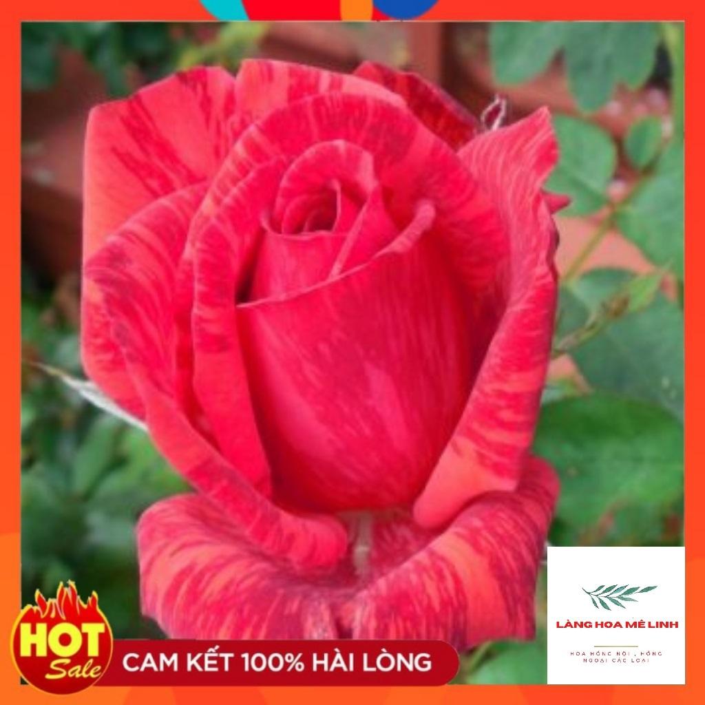 Hoa hồng bụi Red Intuition rose- đỏ sọc, đỏ sẫm. loại hoa hồng này có khoảng 31 đến 39 cánh hoa, mùi thơm