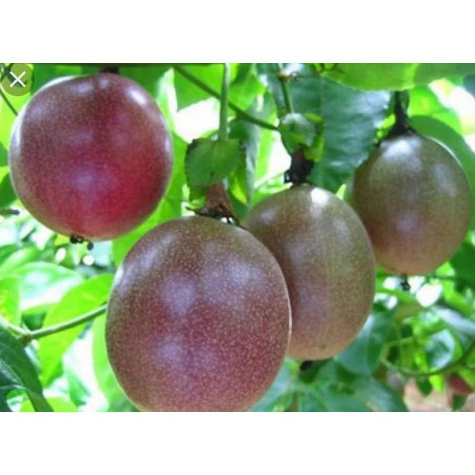 PHÂN TAN CHẬM CHÌ NHẬT BẢN 14-13-13 NHẬP KHẨU GIÁ SỈ 180 NGÀY BÓN 1 LẦN