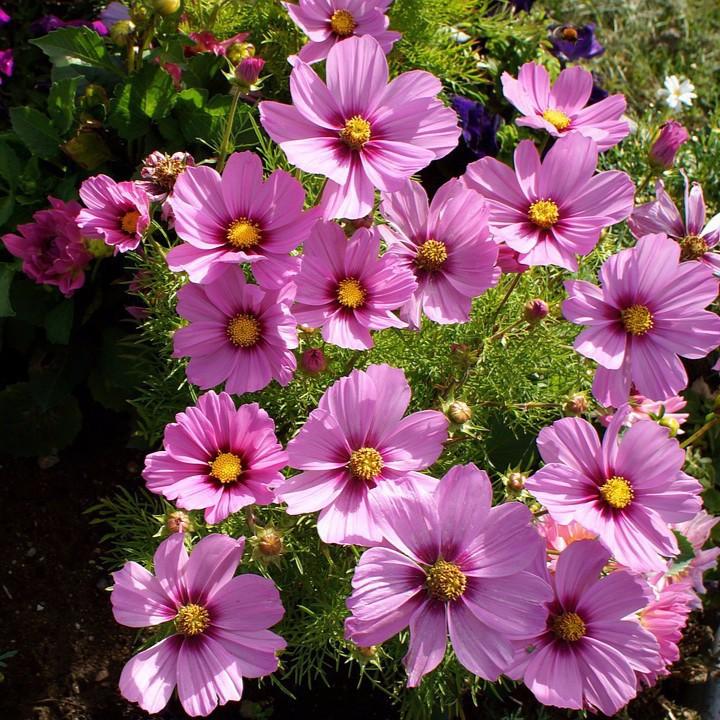 Bộ 2 gói hạt giống hoa cánh bướm