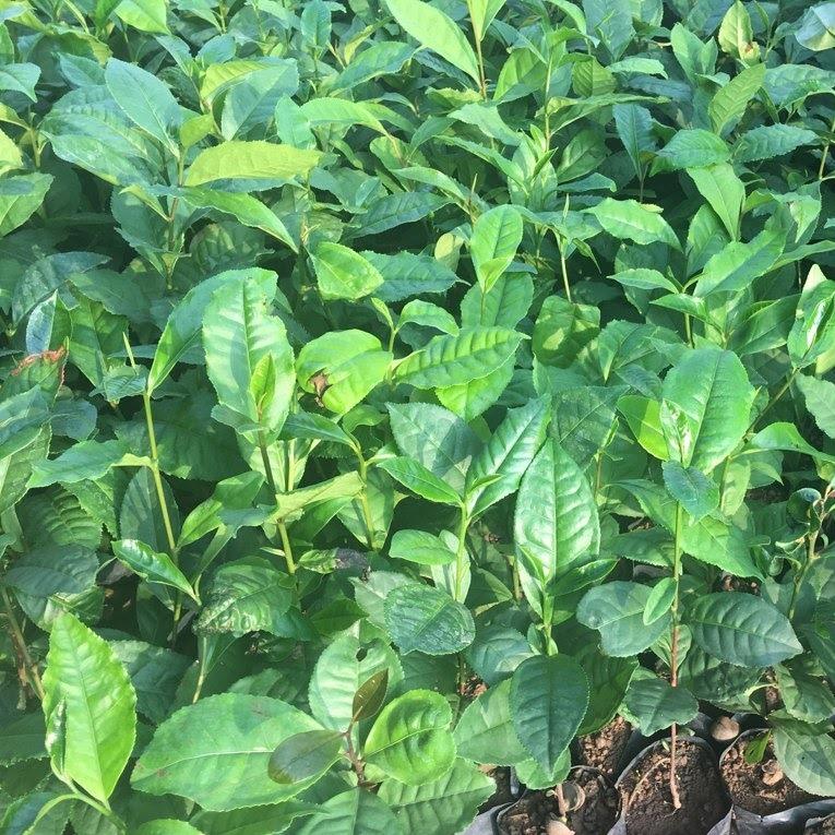 CÂY TRÀ XANH ,CÂY CHÈ XANH Thái nguyên