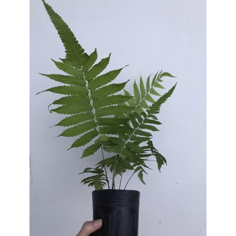 Toa Sen Dương xỉ toà sen - Marattiopsida - Cây chậu treo Thương hiệu OEM ...