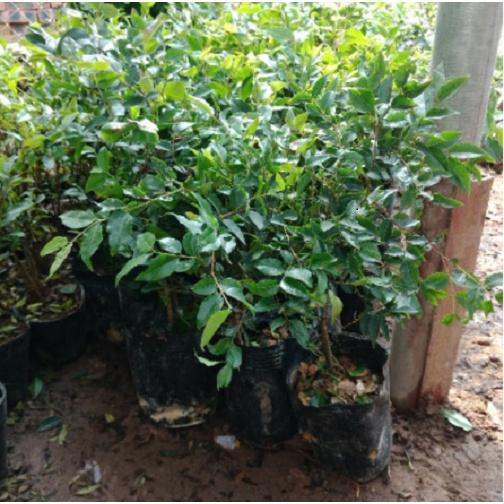 Cây nho thân gỗ tứ quý, quanh năm