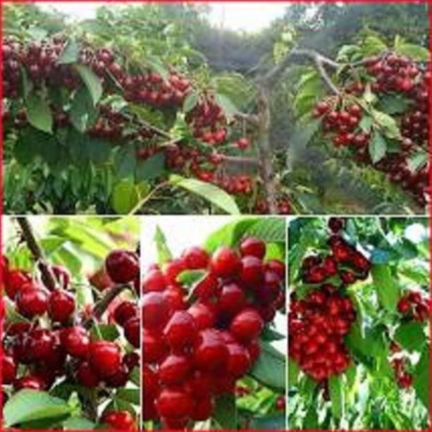 Cây giống chery chịu nhiệt chuẩn giống hàng F1