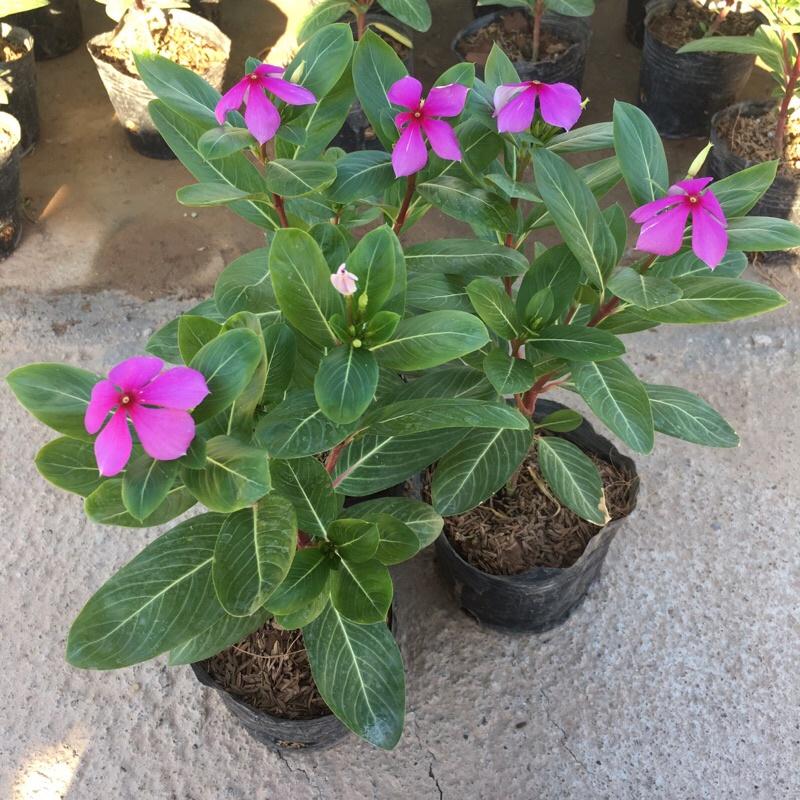 Hoa Dừa Cạn cây phát triển quanh năm đã có hoa và nụ