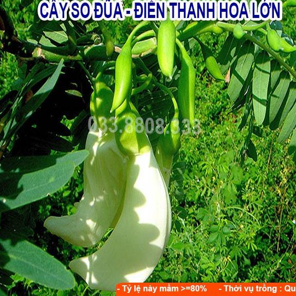 Combo 5 Loại Hạt Cỏ Chăn Nuôi Phổ Biến Hiện Nay - Cỏ Voi Lai, Mulato II, Keo Dậu, So Đũa, Alfalfa